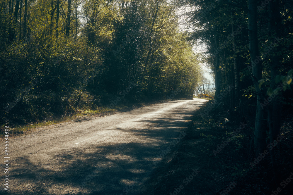 road in the forest road in the forest