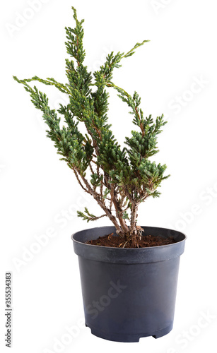 Young coniferous plant, Juniper seedling in a flower pot isolated on a white background.