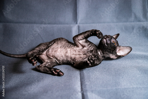 Fotografía Cornish Rex kitten on a grey background