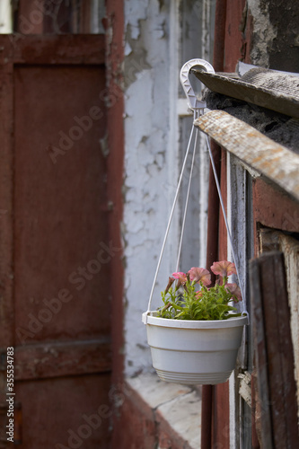 Flower pot with petunias on old peeling window background in ruins of house, selective focus © Sahaidachnyi Roman