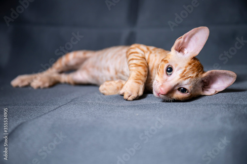 Cornish Rex kitten on a grey background