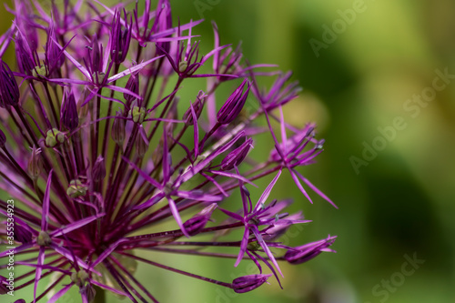 Allium cristophii, the Persian onion or star of Persia; Close up purple flower.