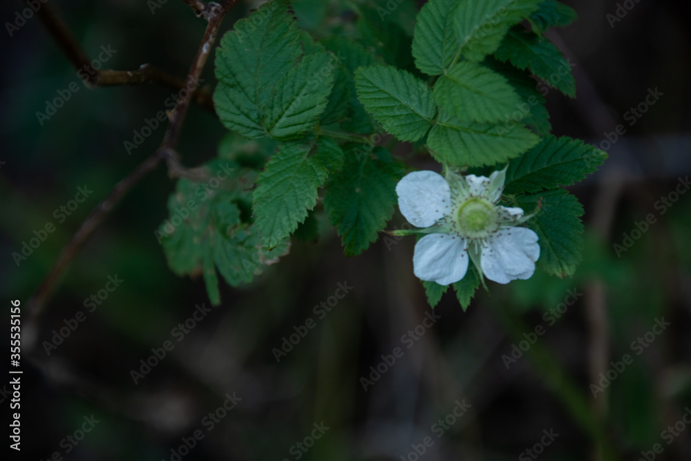 Wild flowers , sri lanka , jungle