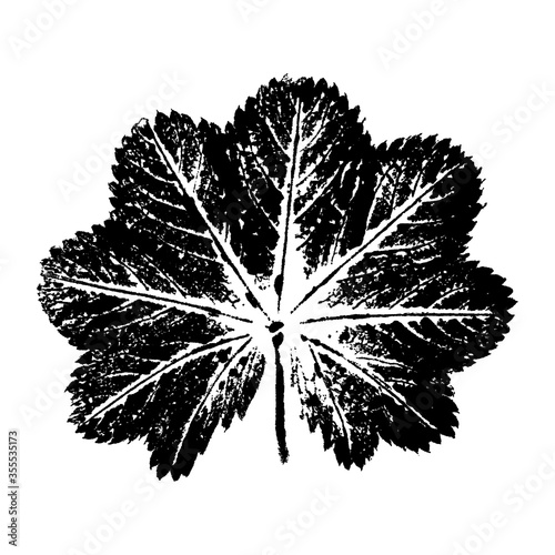 Фотография Leaf imprint illustration on white background, ink prints of natural leaves, ima