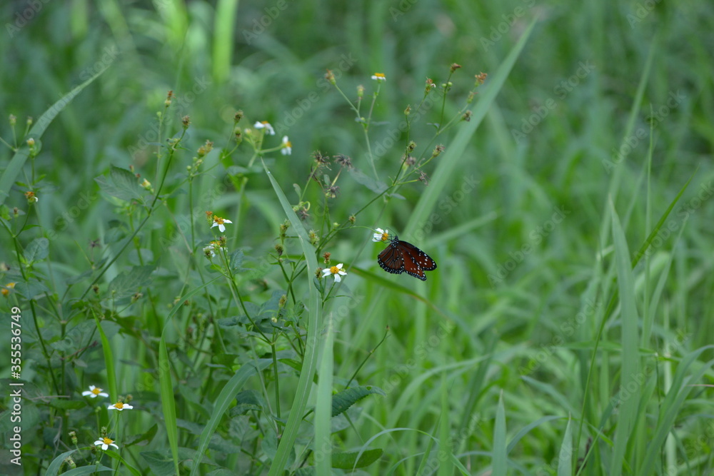butterfly on a flower