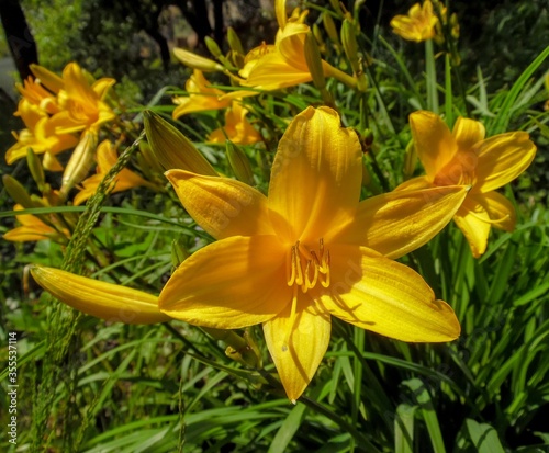 Blooming daylily flowers on a garden background close-up