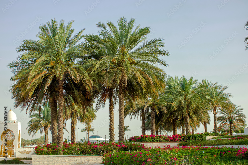 palm trees in the park, weather after coronavirus outbreak 