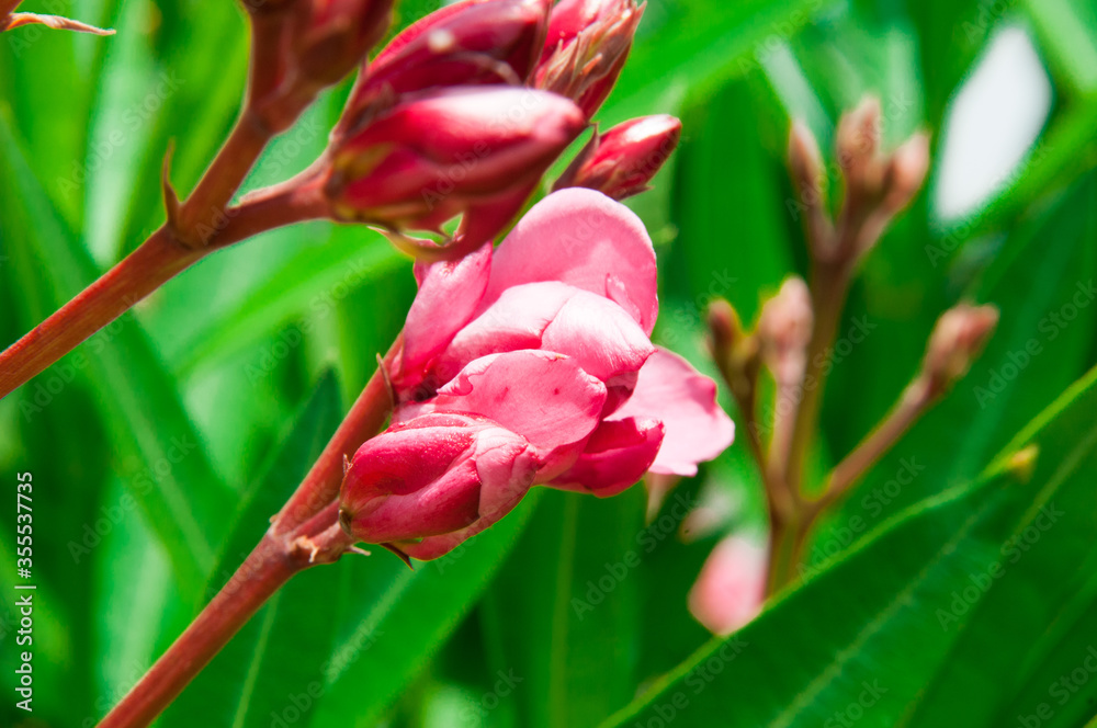 a red pomegranate flower blooms on a shrub a red pomegranate flower blooms on a shrub