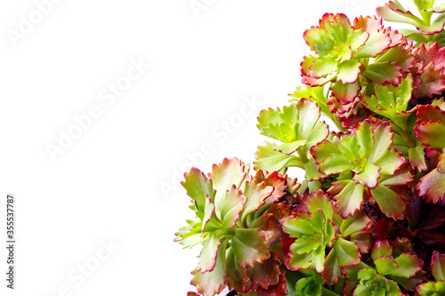 Succulent plant sedum photographed close-up isolated on a white background.
