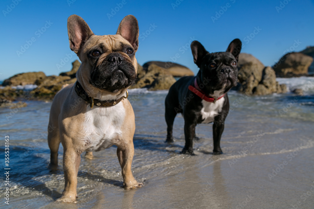 Two Beautiful French Bulldogs taking a walk on the beach in sea water. Having fun and adventure.