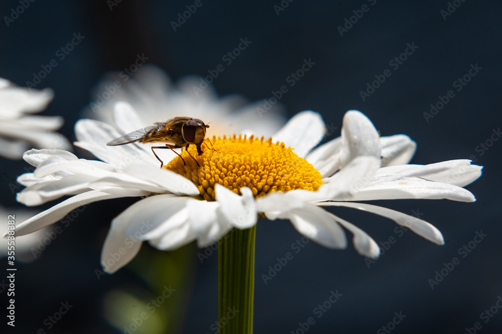 Naklejka premium chamomile and bee in a summer cottage4