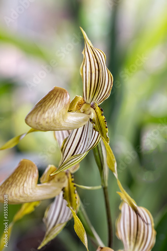 Blooming of Paphiopedilum Maudiae Orchids in the garden. photo