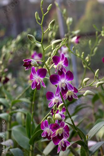 Garden of Dendrobium Bigibbum or Cooktown Orchid or Mauve Butterfly Orchid or Lilac Purple Orchid occurs in tropical North Queensland, Australia and New Guinea. photo