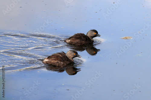 couple of Least Grebe (Tachybaptus dominicus) swimming in a river photo