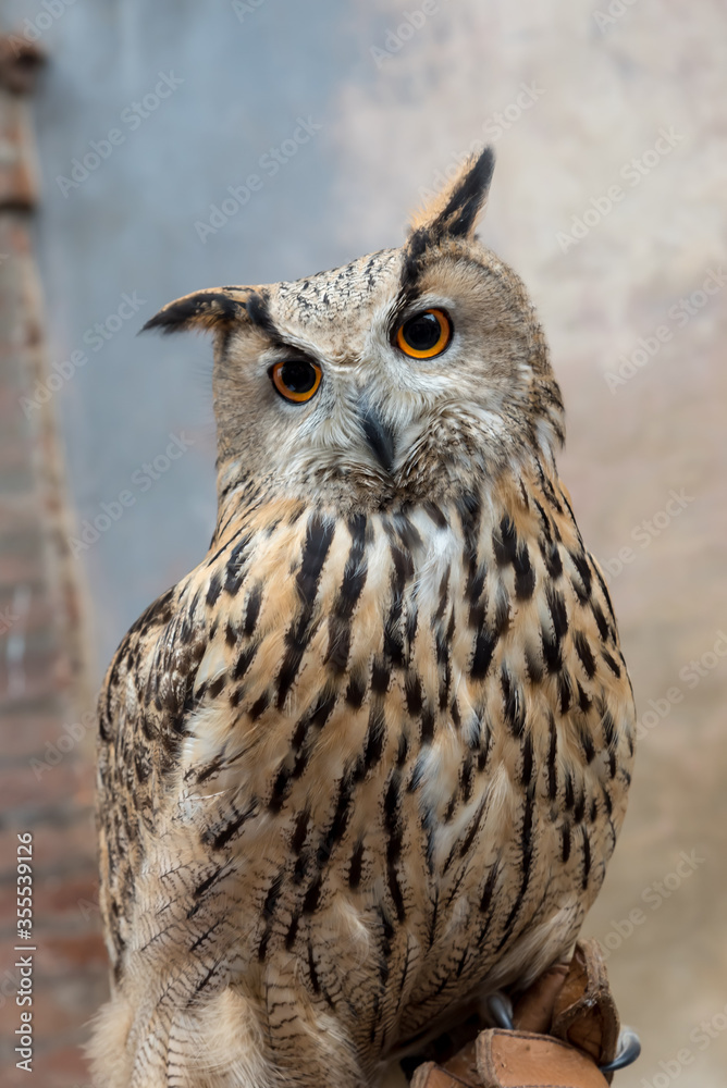 Eagle owl closeup Eagle owl closeup