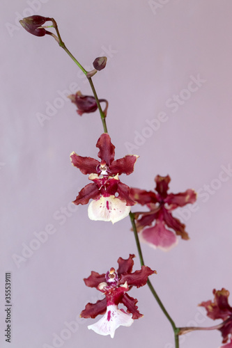 Blooming of Red Sharry Baby Orchids. photo
