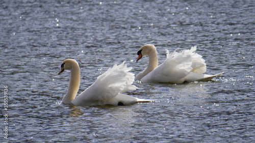 schwimmender Schwan mit aufgeplustertem und leuchtendem Federkleid photo