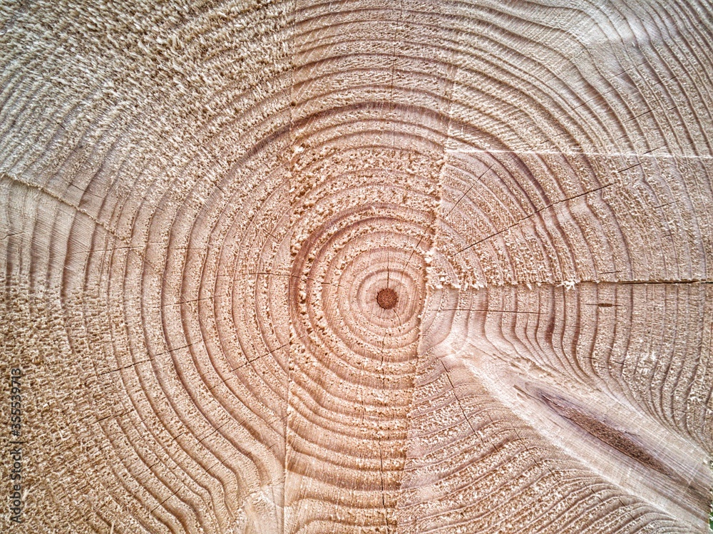 Naklejka premium cross section of tree trunk