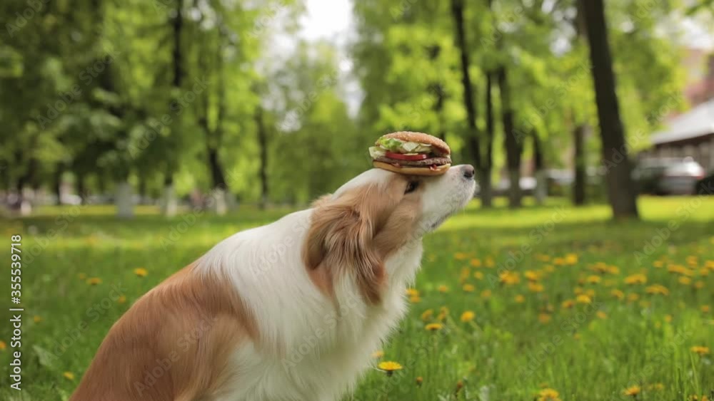 The dog is holding BIG BURGER on its nose. Border collie does the trick. Concept idea for food advertising The dog is holding BIG BURGER on its nose. Border collie does the trick. Concept idea for food advertising