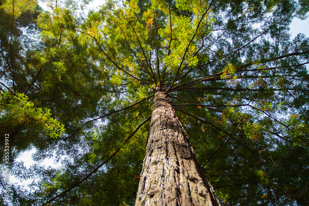 Fototapeta premium Looking up at tall tree in the forest