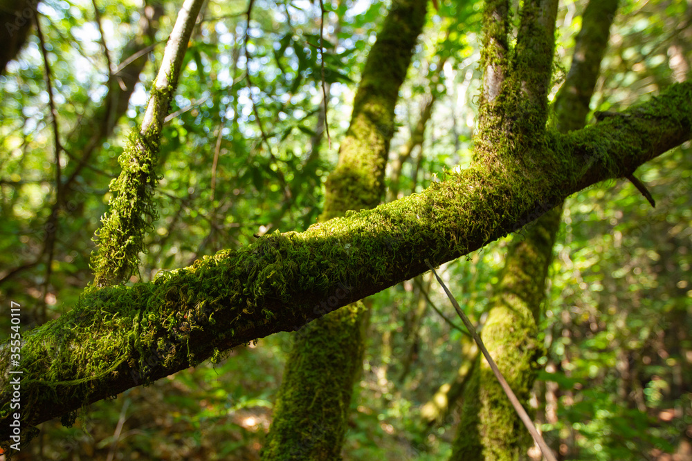 Fallen trunk of tree in green forest in the morning Fallen trunk of tree in green forest in the morning