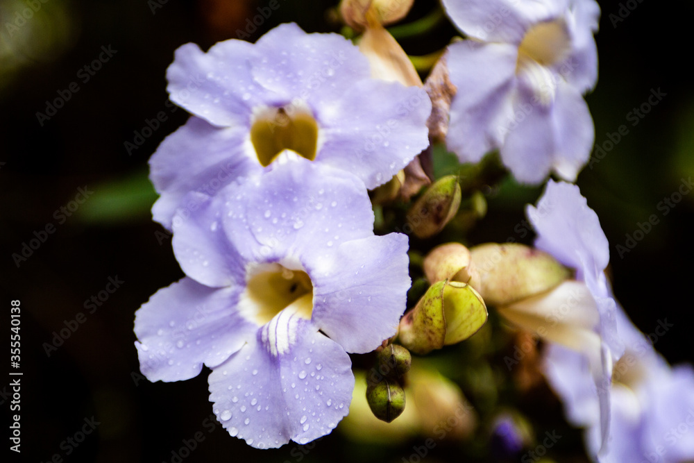 The blue tumbérgia is a plant of the genus thunbergia in the family Acanthaceae
white and purple flower The blue tumbérgia is a plant of the genus thunbergia in the family Acanthaceae
white and purple flower