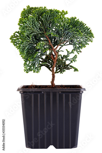 Chamaecyparis obtusa in a flower pot isolated on a white background. Cypress