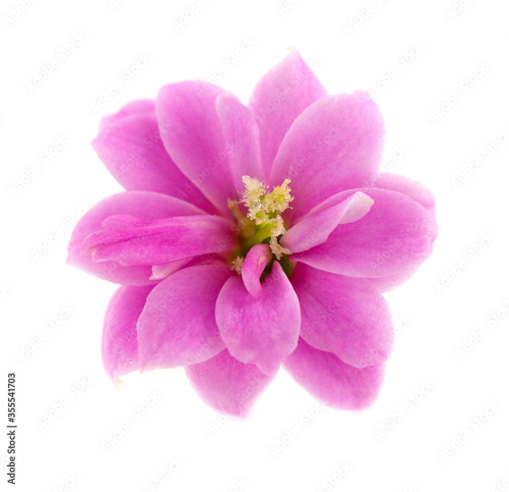 Pink Kalanchoe flower close-up on white background.