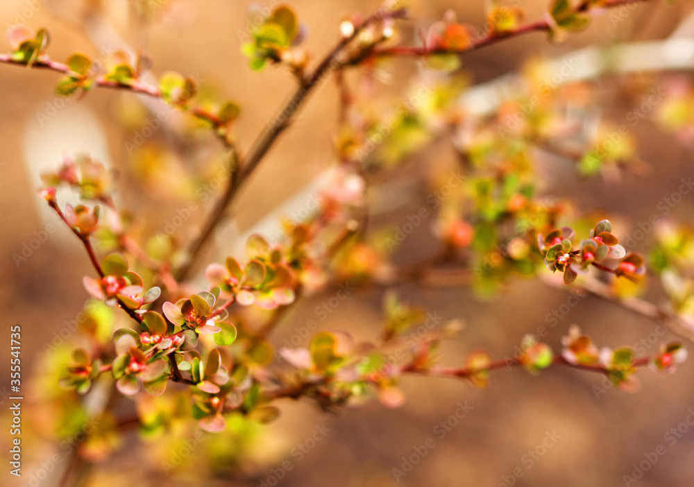Close-up of barberries twigs at early spring. Close-up of barberries twigs at early spring.
