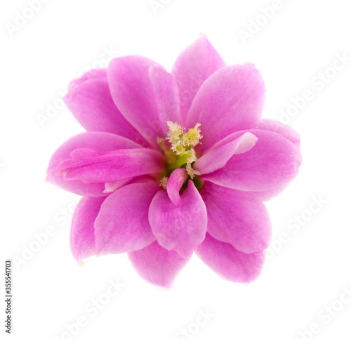 Pink Kalanchoe flower close-up on white background.