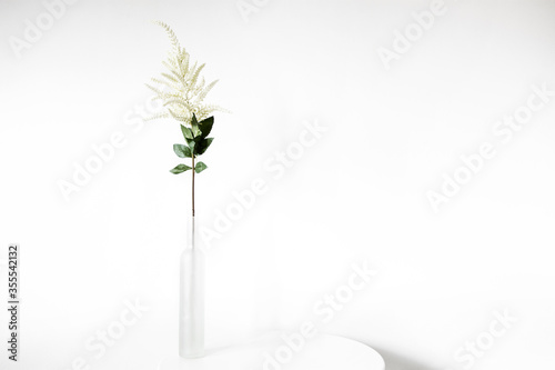 plant in a vase