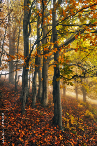 A misty fantastic autumn forest