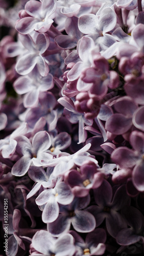 Bouquet of lilac.