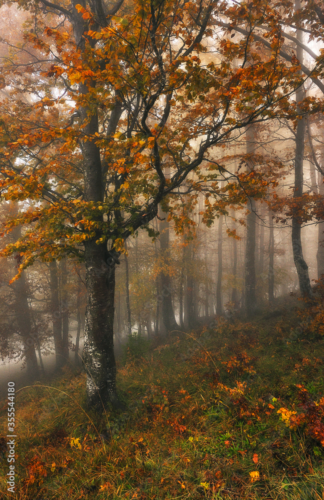 A misty fantastic autumn forest