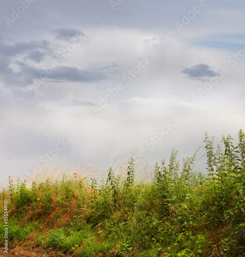 Shrubs along a meadow edge are offset by a blue sky with light cloud cover.