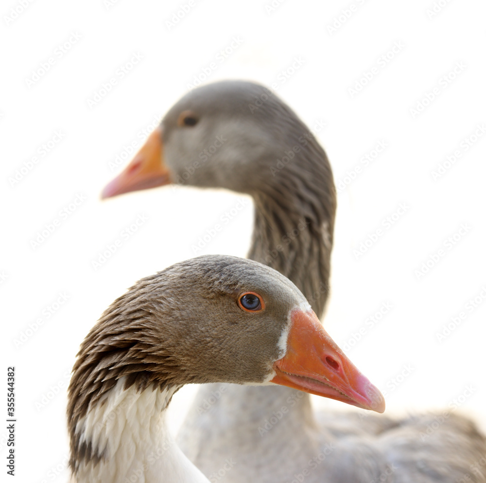 Close-up of couple of grey geese isolated on white background. Close-up of couple of grey geese isolated on white background.