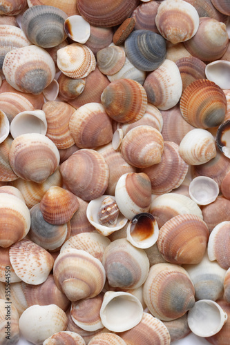  Multi colored sea shells background.