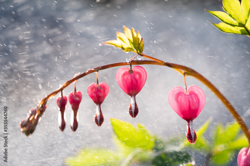 Fototapeta premium Pink flowers dicentra and water drops.