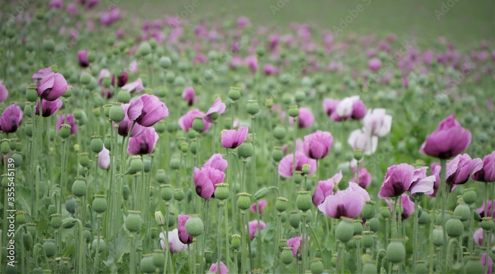 lila Mohnblumen lila Mohnblumen
