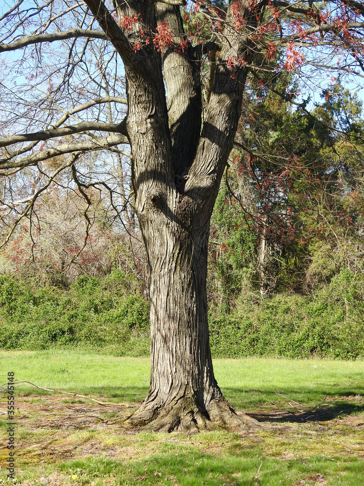 Fototapeta premium tree in the park