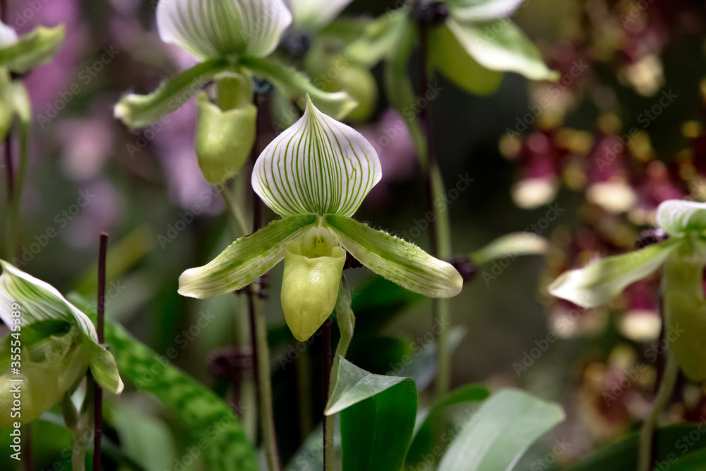Blooming of Green White Venus Slipper Orchids. Blooming of Green White Venus Slipper Orchids.