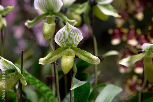 Blooming of Green White Venus Slipper Orchids. photo