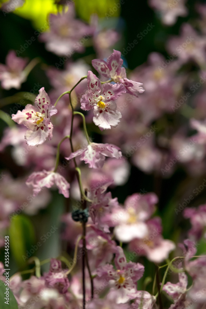 Blooming of Pink Oncidium Orchids. This image can be use for background or print for cover pillow, etc