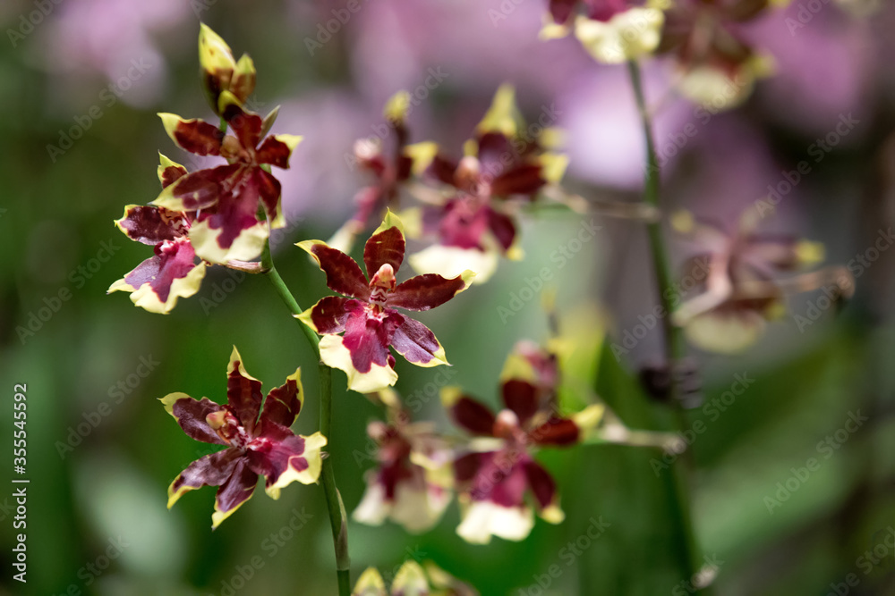Blooming of Golden Red Star orchids in the garden. Blooming of Golden Red Star orchids in the garden.