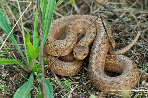 Smooth snake (Coronella austriaca), small snake crawling in the grass, ready for the attack. Brown snake with dark details. Slovakia 