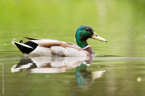Mallard (Anas platyrhynchos), male of beautiful duck swimming in lake, brown fluffy feathers, green head covered with algae, diffuse green lake level, wild scene from nature, river Váh, Slovakia