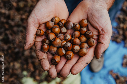 Turkish hazelnuts with own leaves,from Black Sea Region of Turkey new nuts of harvest.Hand holding a fresh hazelnut branch on others.