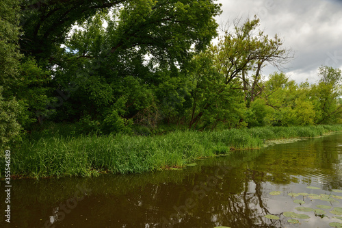 Brzeg rzeki porośnięty szuwarami i krzewami w lekko pochmurny dzień.