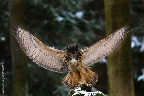 Owl in flight. Eurasian Eagle Owl (Bubo bubo) landing on rotten mossy stump. Wildlife photo in winter forest. Bird in natural habitat. First snow in wildlife nature. Habitat Europe, Asia.
