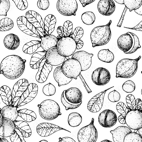Macadamia seamless pattern. Hand drawn macadamia nuts. Organic food vector illustration. Vector design template. Great for packaging design. Hand drawn sketch. Macadamia nut sketch. Engraved style